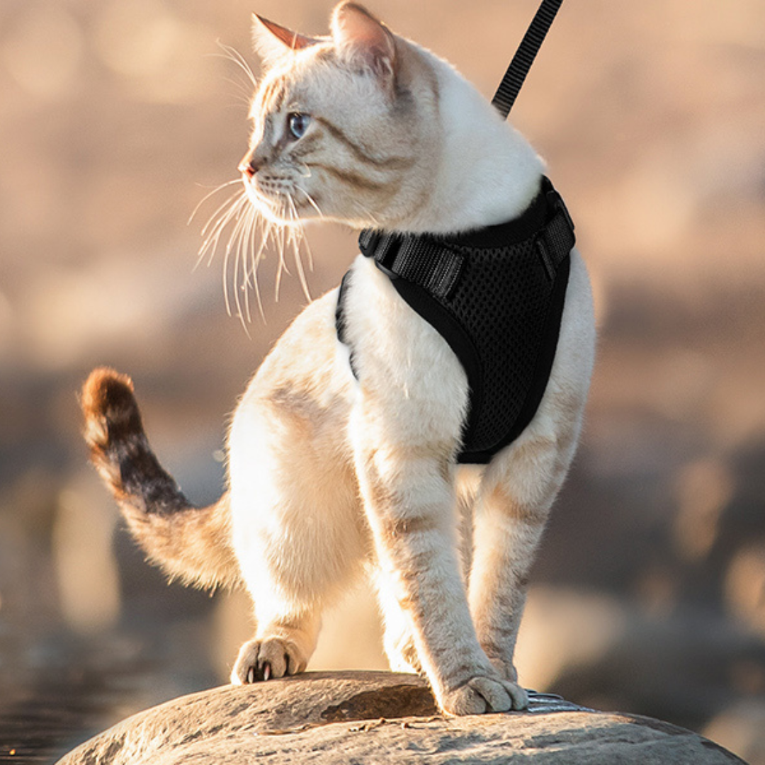 NEW Team Cats™ No-Choke Adjustable Mesh Cat Harness With Quick-Release Buckles, Adjustable Straps, & Reflective Safety Strips (+FREE Leash)