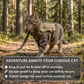 NEW Team Cats™ Adjustable Cat Harness With 2 Quick-Release Buckles, Easy-Grab Top Handle, Hook & Loop Panels, & Adjustable Straps
