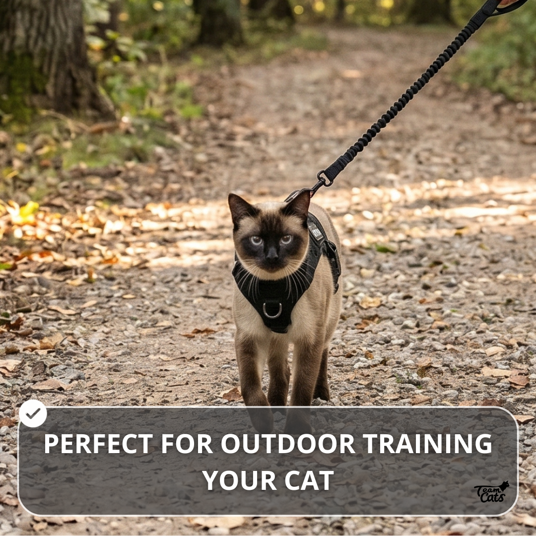 NEW Team Cats™ Adjustable Cat Harness With 2 Quick-Release Buckles, Easy-Grab Top Handle, Hook & Loop Panels, & Adjustable Straps