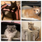 NEW Team Cats™ Cat Safety Carrier Bag For Small & Large Cats With Airline Compliant Sizing, Breathable Mesh Vents, & Adjustable Shoulder Strap