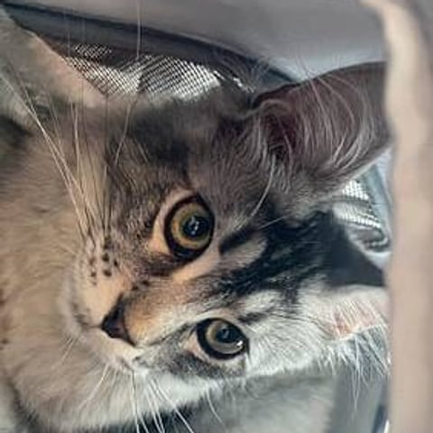 A tabby kitten looking up from inside a carrier bag, in a customer photo from Caryn H.