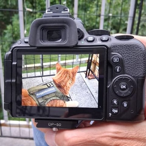 A ginger cat in a Team Cats harness, seen on the screen of a camera, in a customer photo from Debra B.
