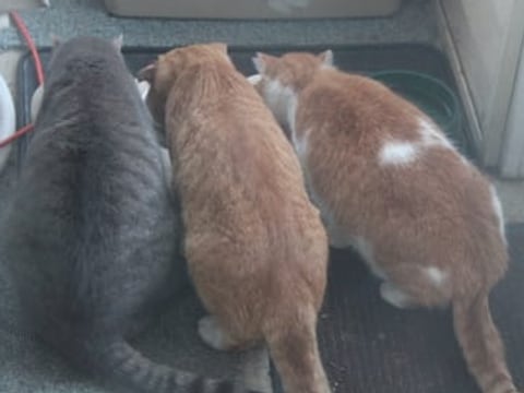 Three cats eating side by side, in a customer photo from Joel J.
