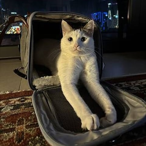 A white cat stretching out of a carrier bag, in a customer photo from Ruth E.